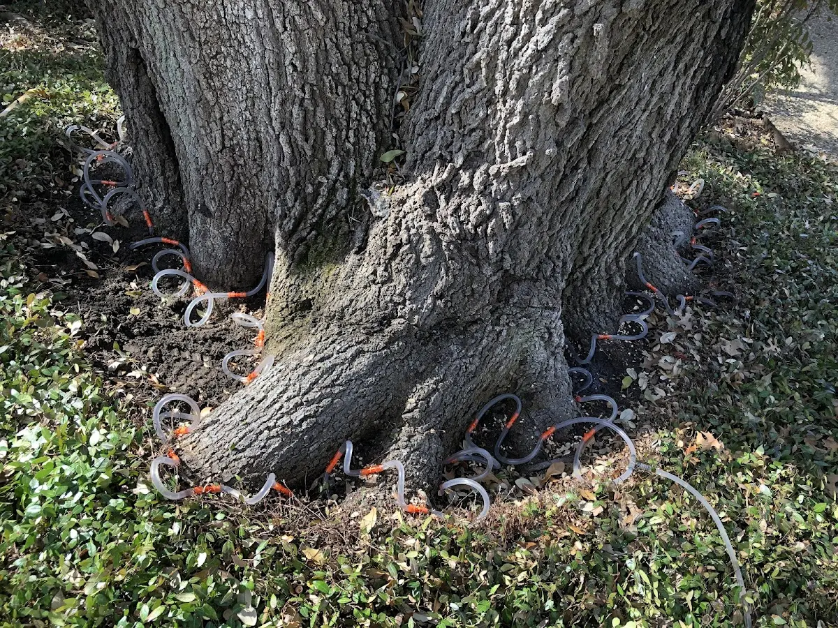 Detailed Tree Cabling and Bracing job site in Bat Cave