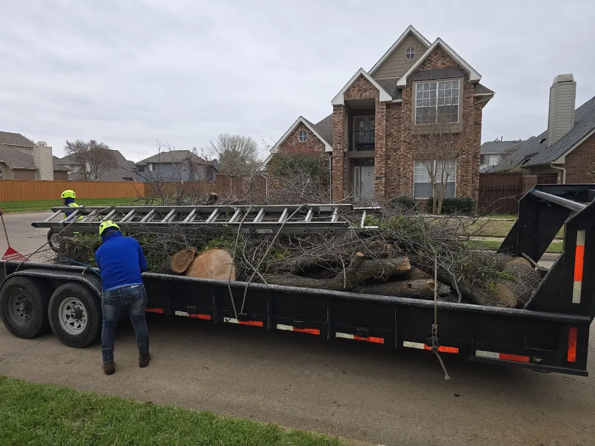 Expert Tree Removal with proper safety equipment in Bat Cave